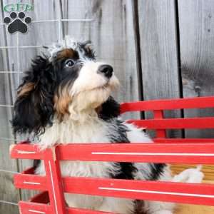Robyn, Bernedoodle Puppy