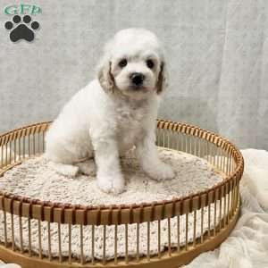 Scout, Cavapoo Puppy