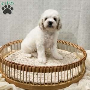 Scout, Cavapoo Puppy