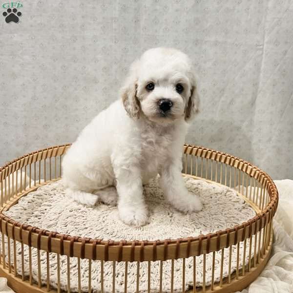 Scout, Cavapoo Puppy