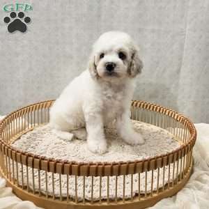 Scout, Cavapoo Puppy
