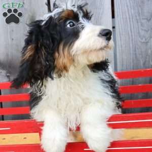 Robyn, Bernedoodle Puppy