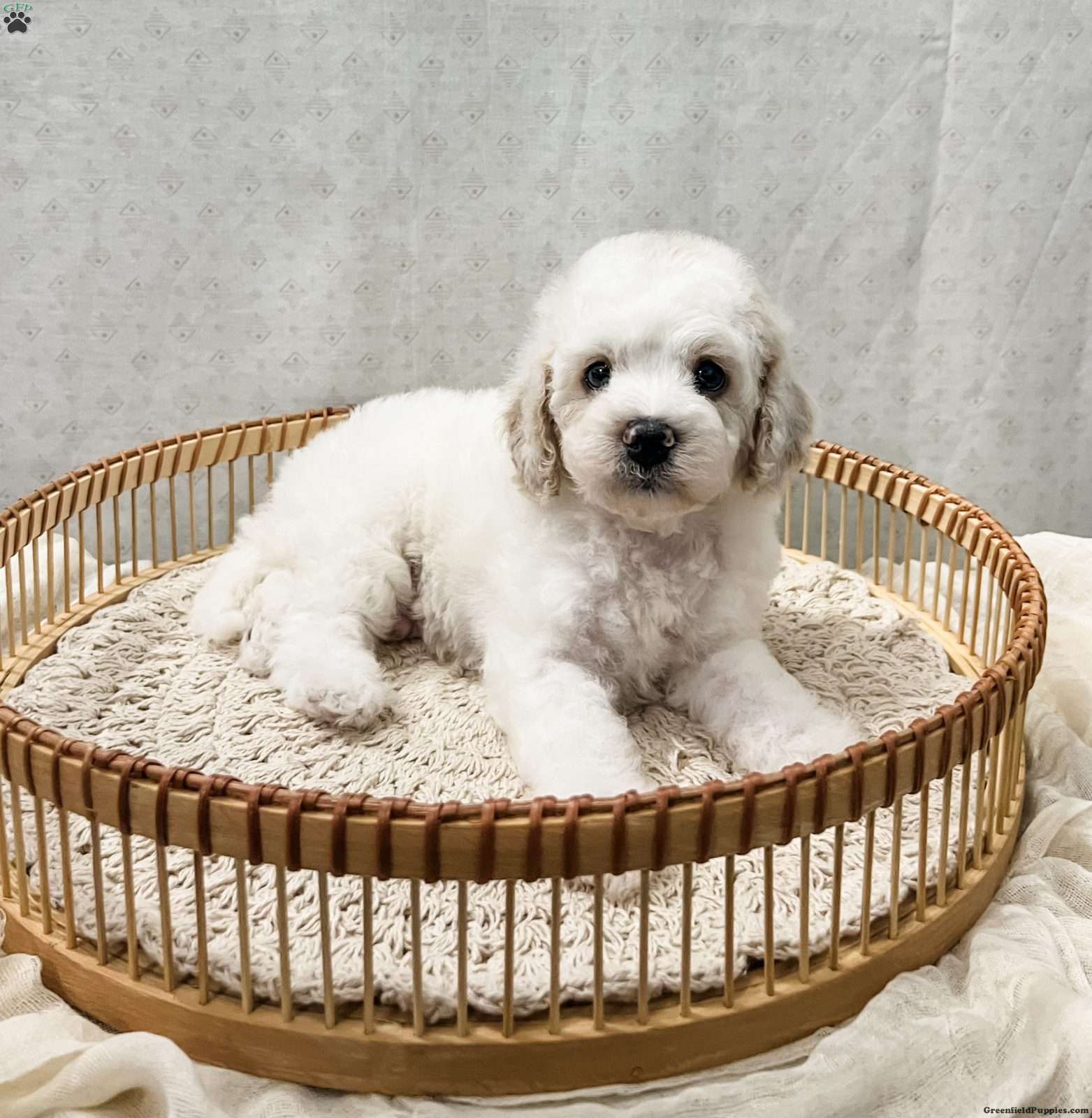 Scout (Cavapoo, Male) in Fresno, OH