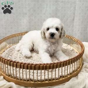 Scout, Cavapoo Puppy