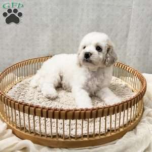 Scout, Cavapoo Puppy