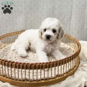Scout, Cavapoo Puppy