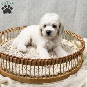 Scout, Cavapoo Puppy