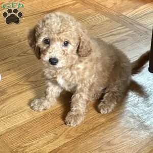Nestle, Miniature Poodle Puppy