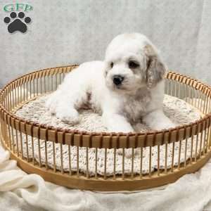Scout, Cavapoo Puppy
