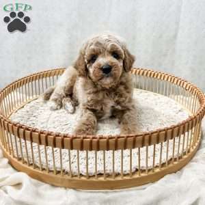 Scottie, Cavapoo Puppy