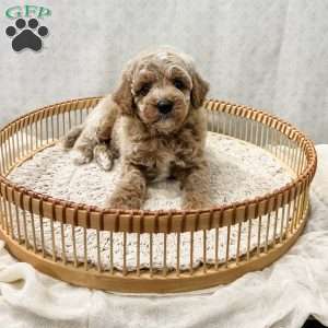 Scottie, Cavapoo Puppy