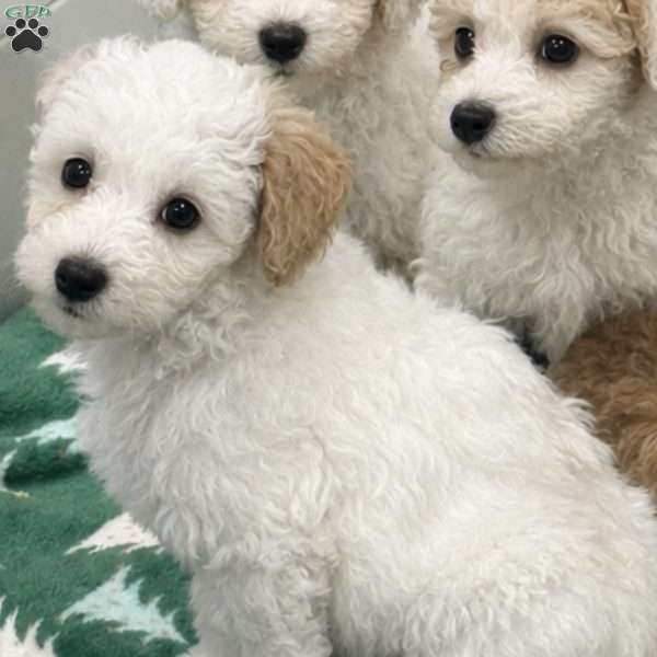 Polo, Miniature Poodle Puppy