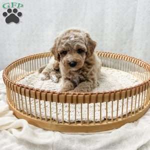 Scottie, Cavapoo Puppy
