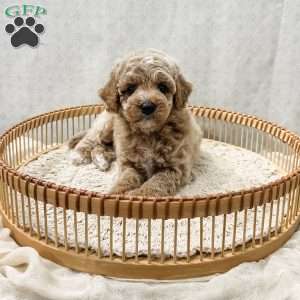 Scottie, Cavapoo Puppy