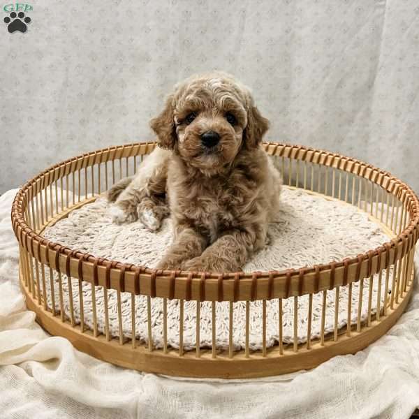 Scottie, Cavapoo Puppy