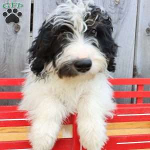 Ralph, Bernedoodle Puppy