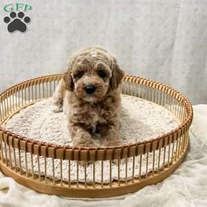 Scottie, Cavapoo Puppy