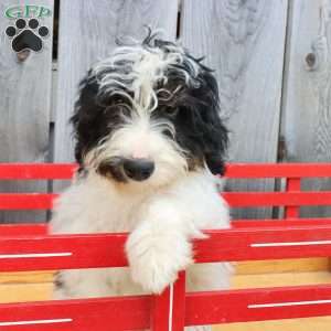 Ralph, Bernedoodle Puppy