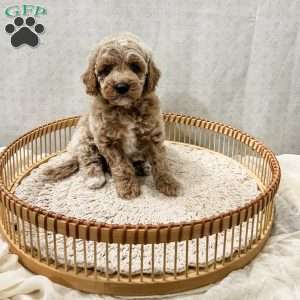 Scottie, Cavapoo Puppy