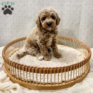 Scottie, Cavapoo Puppy