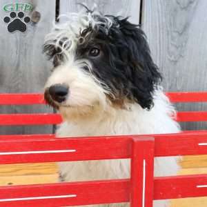 Ralph, Bernedoodle Puppy