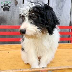 Ralph, Bernedoodle Puppy