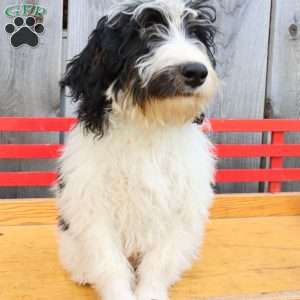 Ralph, Bernedoodle Puppy