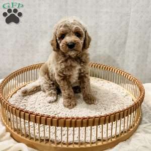 Scottie, Cavapoo Puppy