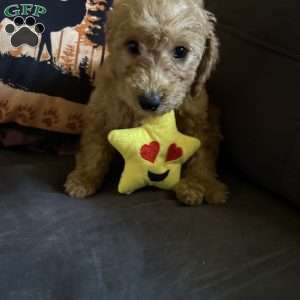 Nestle, Miniature Poodle Puppy