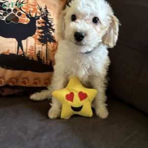 Polo, Miniature Poodle Puppy