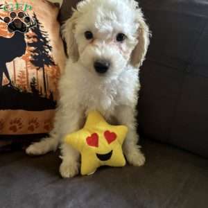 Polo, Miniature Poodle Puppy