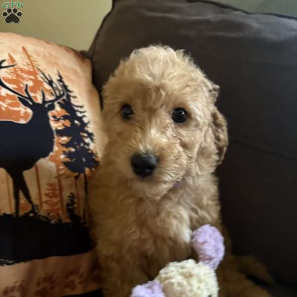 Nestle, Miniature Poodle Puppy