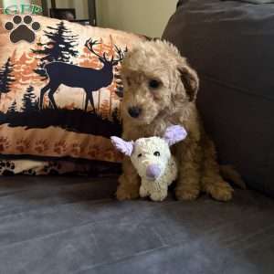 Nestle, Miniature Poodle Puppy
