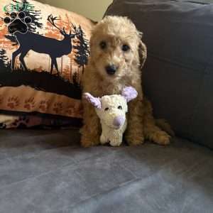 Nestle, Miniature Poodle Puppy