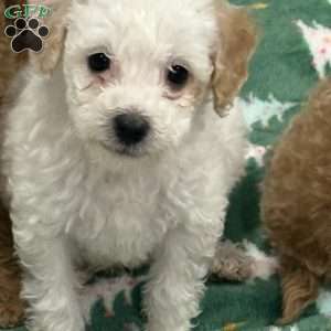 Polo, Miniature Poodle Puppy