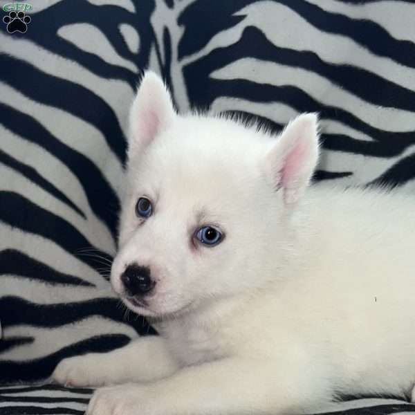 Winter, Siberian Husky Puppy