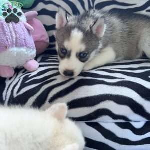 Daria, Siberian Husky Puppy