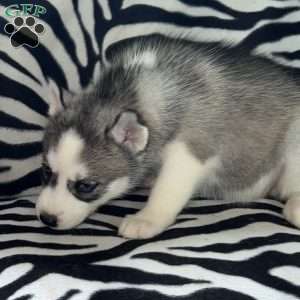 Daria, Siberian Husky Puppy