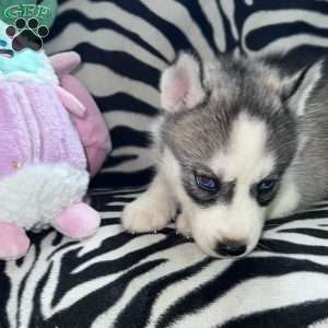 Daria, Siberian Husky Puppy
