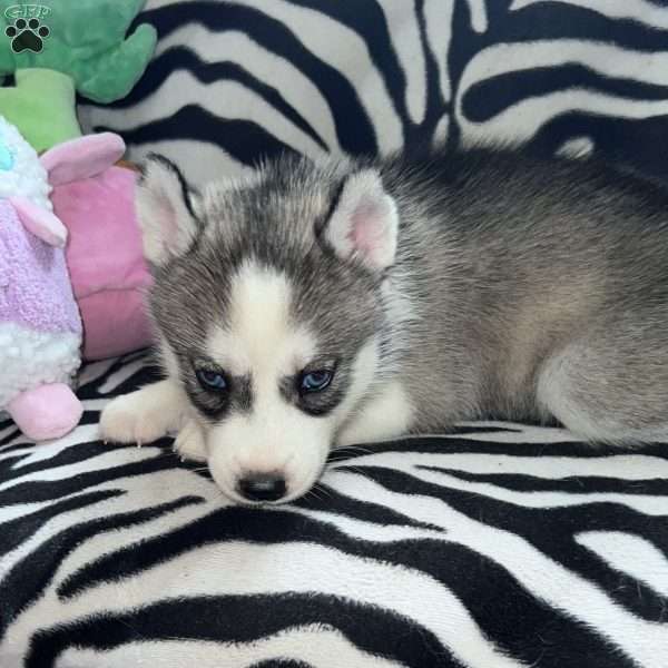 Daria, Siberian Husky Puppy