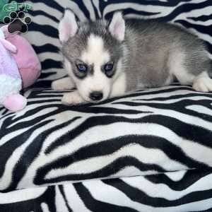 Daria, Siberian Husky Puppy
