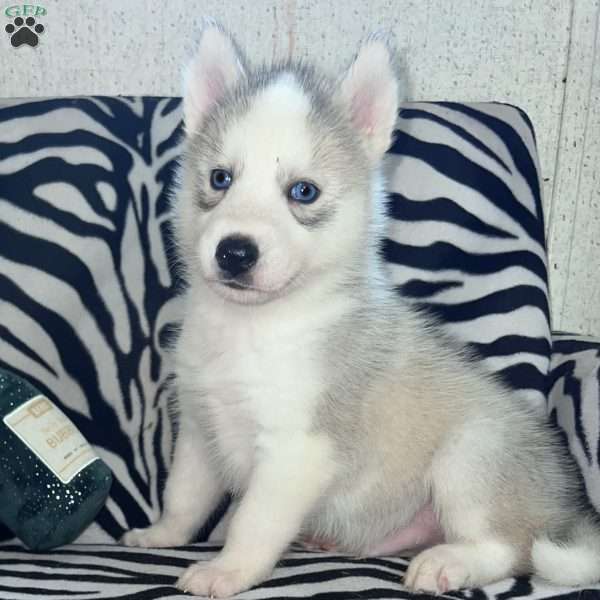 Magick, Siberian Husky Puppy