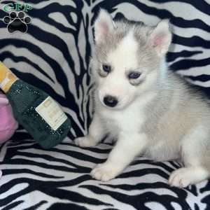 Magick, Siberian Husky Puppy