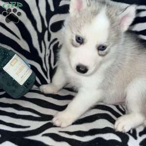 Magick, Siberian Husky Puppy