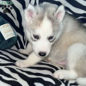 Magick, Siberian Husky Puppy
