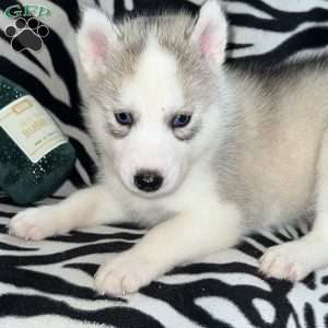 Magick, Siberian Husky Puppy