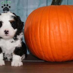 Benjie, Mini Bernedoodle Puppy