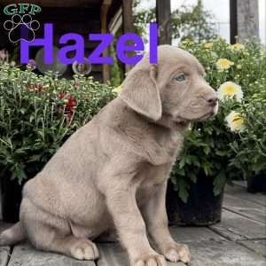 Hazel, Silver Labrador Retriever Puppy