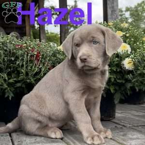 Hazel, Silver Labrador Retriever Puppy