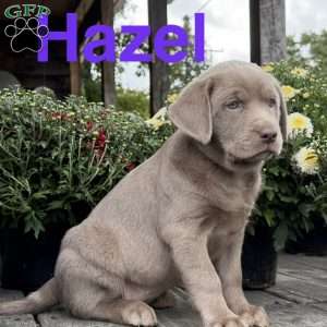 Hazel, Silver Labrador Retriever Puppy